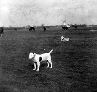 Mulbarton Common in at some time 1902-1907. From outside Mulbarton Hall (where dog belongs!) looking N to windmill.